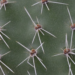 2017-03 New Zealand/Auckland Botanic Garden/DSC_0111.JPG